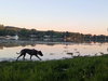Dodger - Photo 3