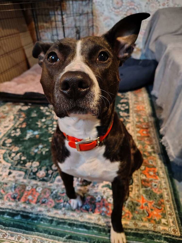Dodger