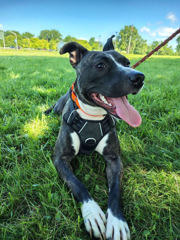 Dodger - Terrier