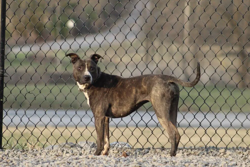 Dodger image 3