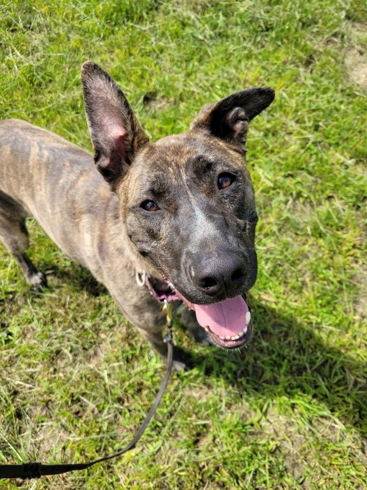 adoptable Dog in Utica, NY named Keila
