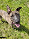 adoptable Dog in  named Keila