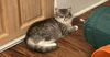 adoptable Cat in  named Butterfly