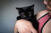 adoptable Cat in , NY named Dusk