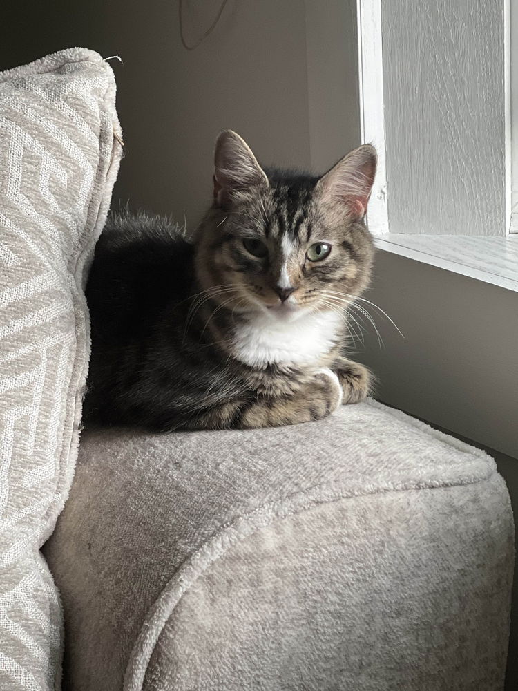 adoptable Cat in Utica, NY named Daisy