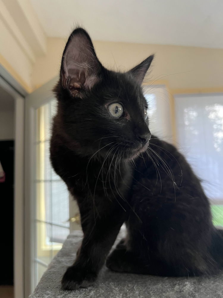 adoptable Cat in Utica, NY named Milo