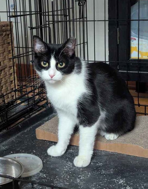 ACADIA - Domestic Short Hair available for adoption