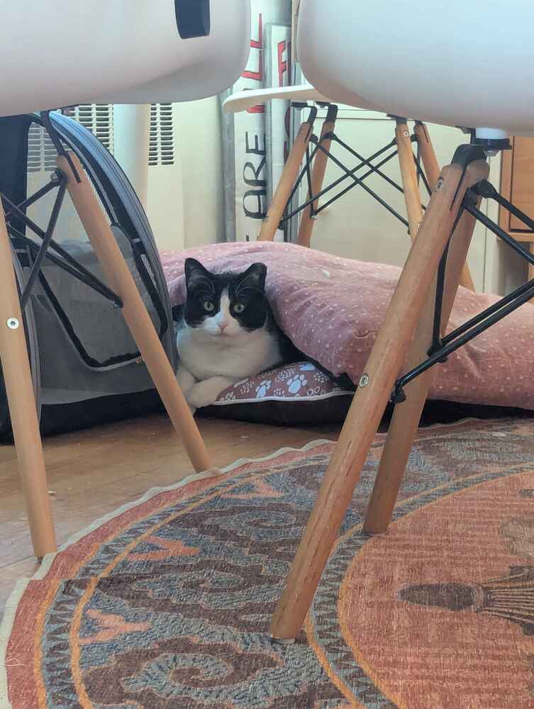 Acadia - Domestic Short Hair
