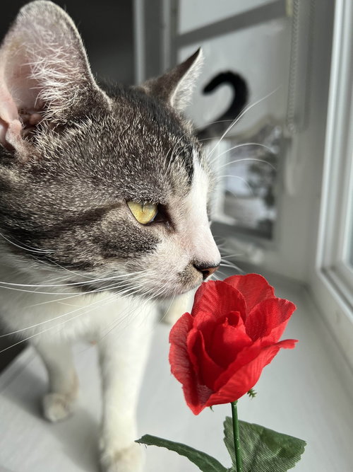 SCRAN - Domestic Short Hair available for adoption