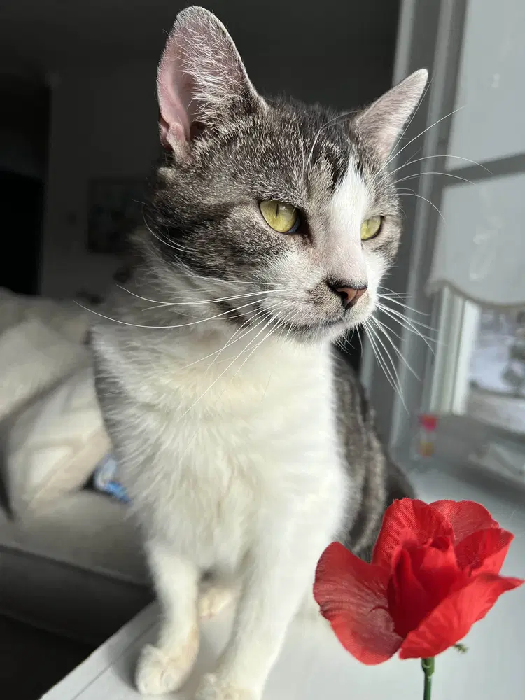 Scran - Domestic Short Hair
