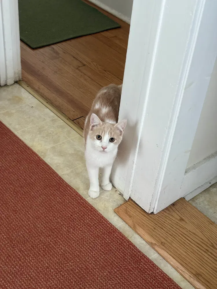 Precious - Domestic Short Hair