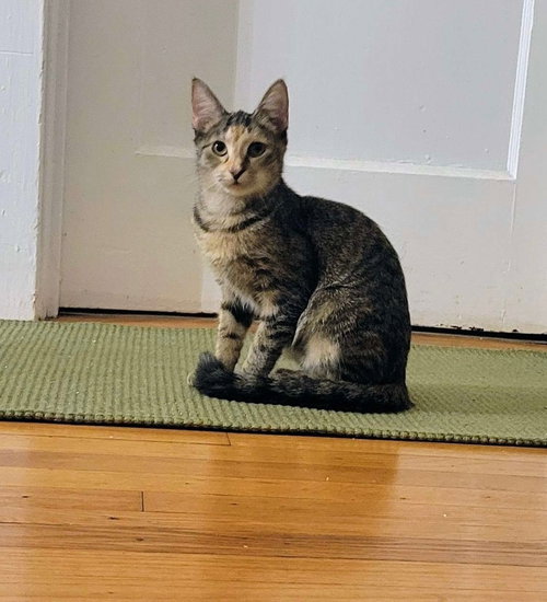 picture of the cat needing adoption