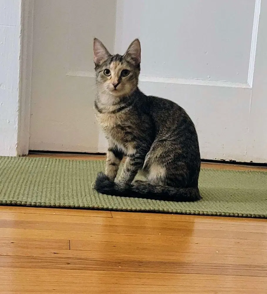 Princess - Domestic Short Hair
