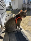 Milo - Photo 3