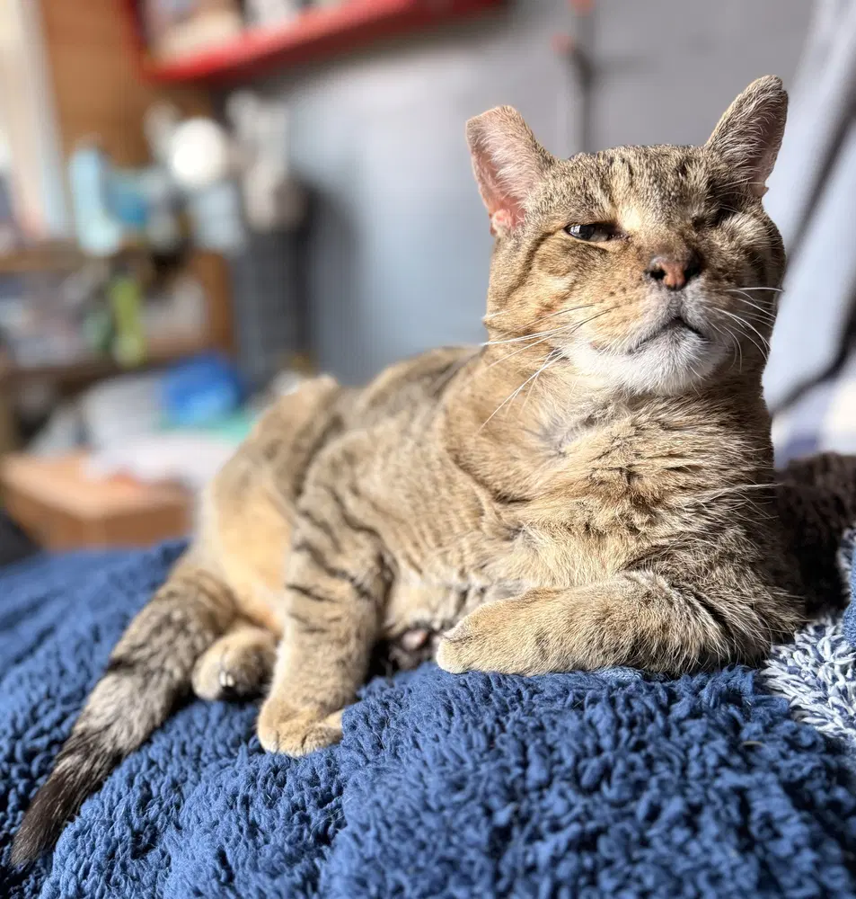 Milo - Domestic Short Hair
