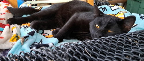 picture of the cat needing adoption