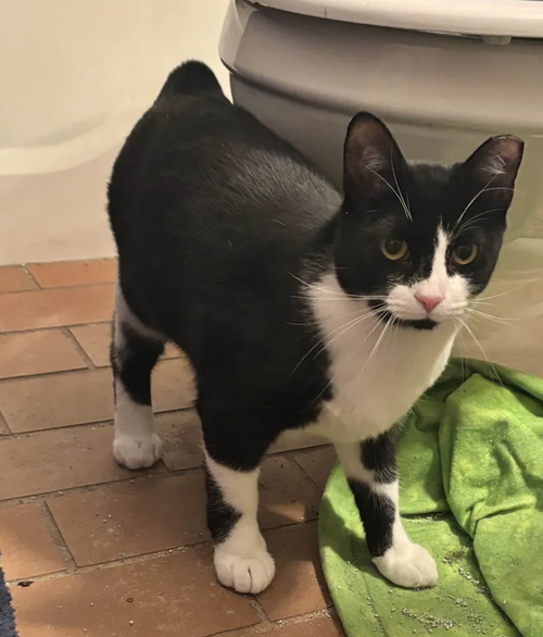 picture of the cat needing adoption