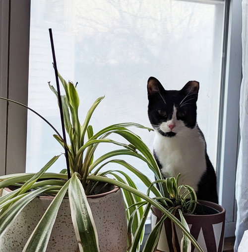 Alluka, an adoptable Domestic Short Hair in Utica, NY