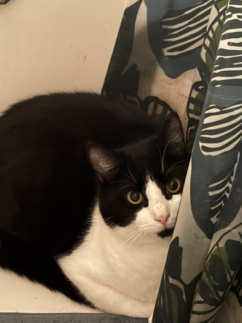 Killua, an adoptable Domestic Short Hair in Utica, NY
