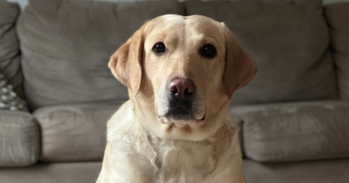 River, an adoptable Labrador Retriever in Utica, NY
