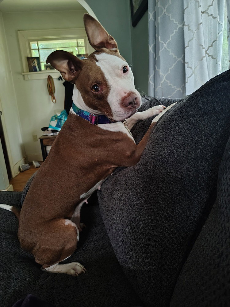Mira/Gertie