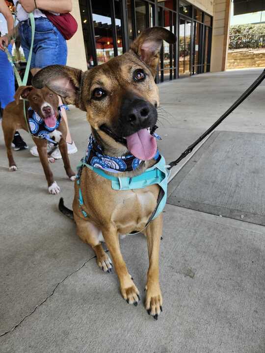 adoptable Dog in Bethesda, MD named Charlie