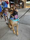 adoptable Dog in  named Charlie