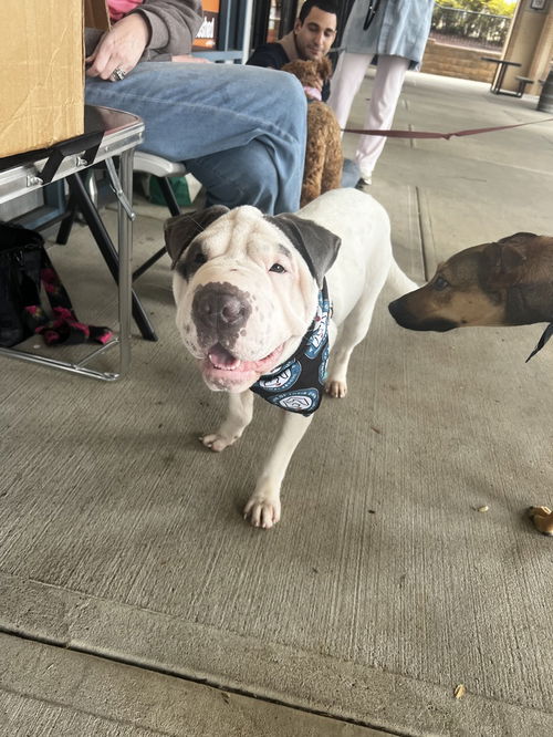picture of the dog needing adoption