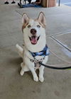 adoptable Dog in  named Toby