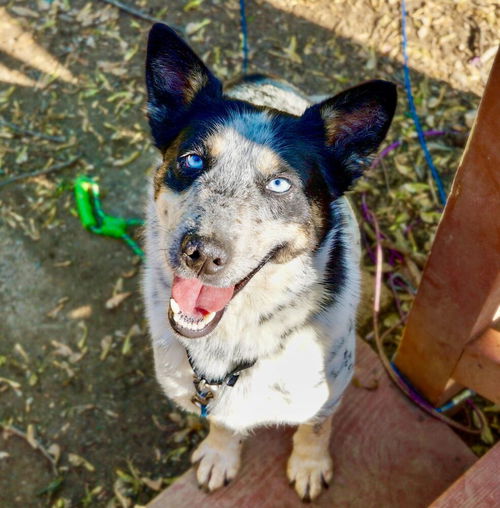 picture of the dog needing adoption