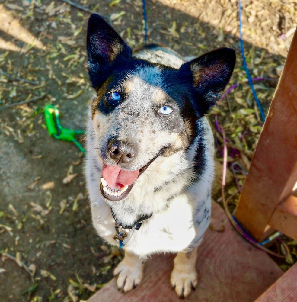 adoptable Dog in Bethesda, MD named River