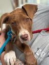 adoptable Dog in  named Melman