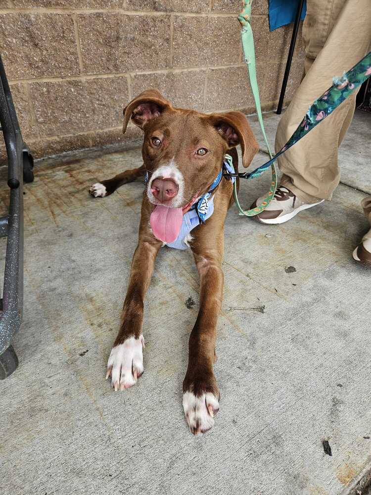 adoptable Dog in Bethesda, MD named Melman
