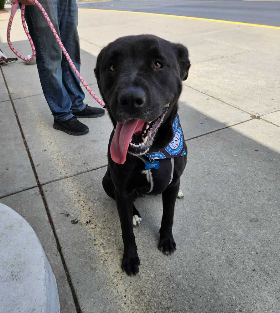adoptable Dog in Bethesda, MD named Elsa