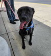 adoptable Dog in  named Elsa