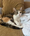 adoptable Cat in  named Cali
