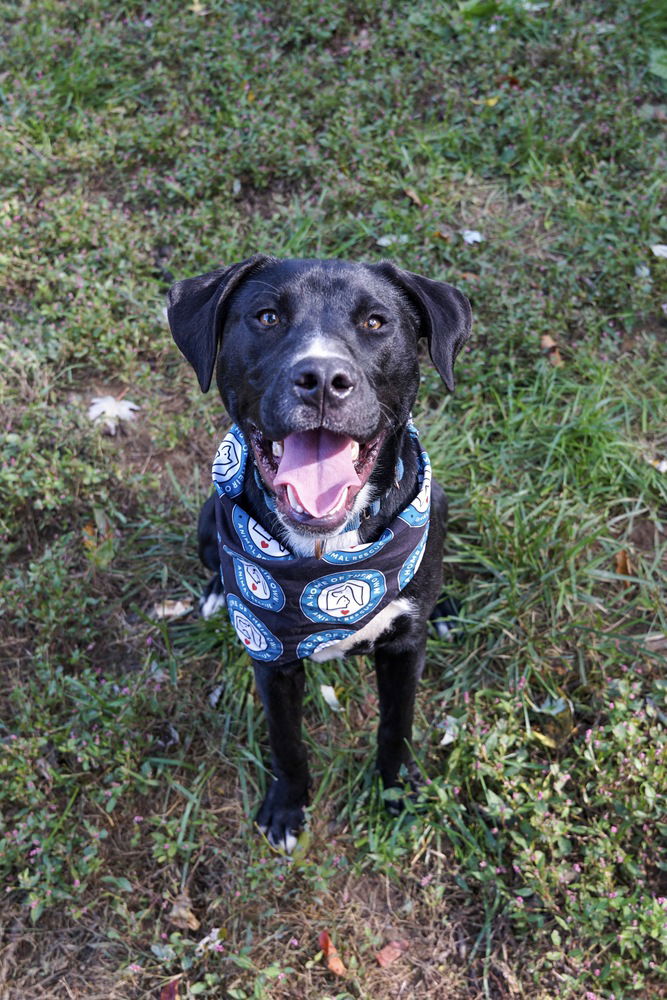 adoptable Dog in Bethesda, MD named Milo