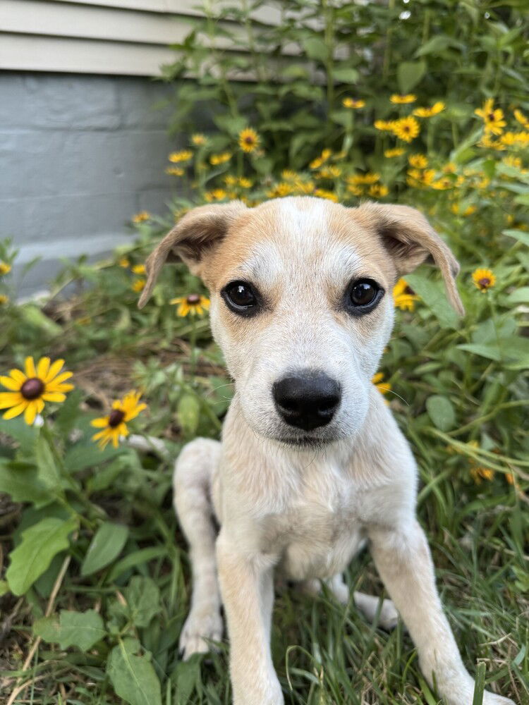 adoptable Dog in Bethesda, MD named Bex