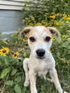 adoptable Dog in  named Bex