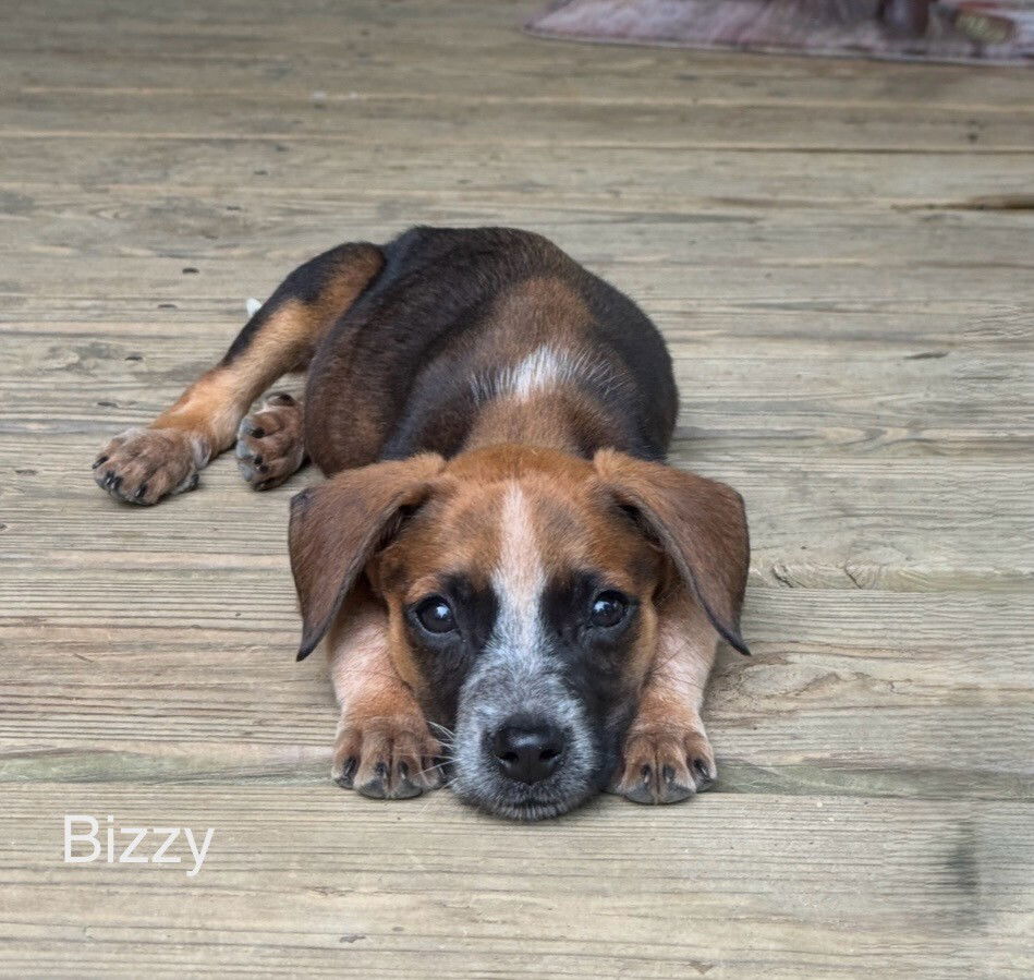 adoptable Dog in Bethesda, MD named Biz