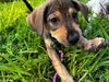 adoptable Dog in  named Rachel