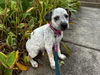 adoptable Dog in  named Phoebe