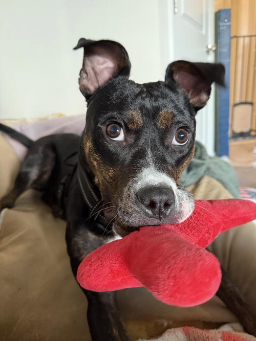 picture of the dog needing adoption