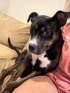 Ginnie - Photo 3