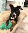 Ginnie - Photo 4