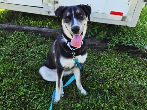 picture of the dog needing adoption