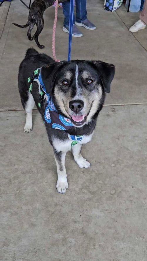Honeysuckle, an adoptable German Shepherd Dog in Silver Spring, MD