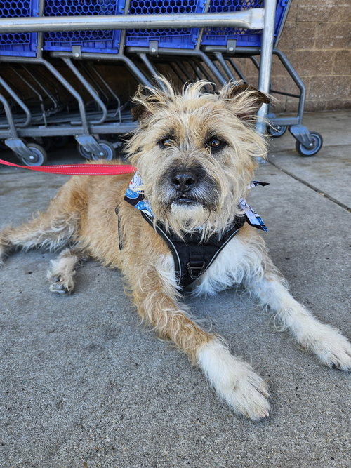 SCRAPPLE - Terrier available for adoption