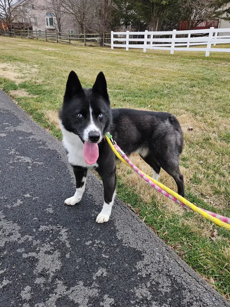 Ace - Siberian Husky