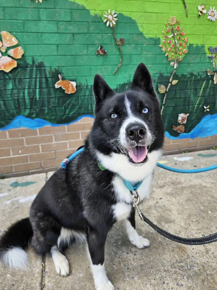 Ace - Siberian Husky